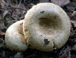 Lactarius scrobiculatus var. canadensis.